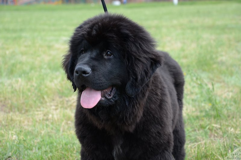 Фото: ньюфаундленд Аквиан Сонг Перфект Бэлла