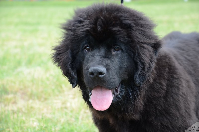 Фото: ньюфаундленд Аквиан Сонг Перфект Бэлла