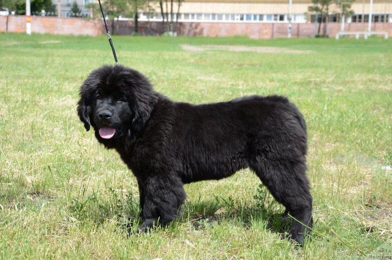 Фото: ньюфаундленд Аквиан Сонг Перфект Бэлла