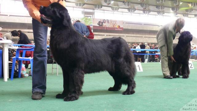 Фото: ньюфаундленд Принцесса Роз от Сибирского Медведя (Princes Ros ot Sibirskogo Medvedga)
