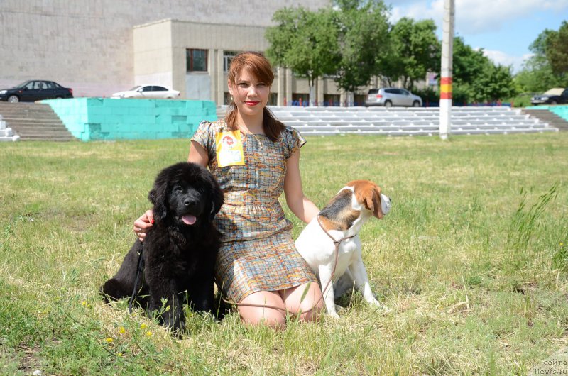 Фото: ньюфаундленд Аквиан Сонг Перфект Бэлла