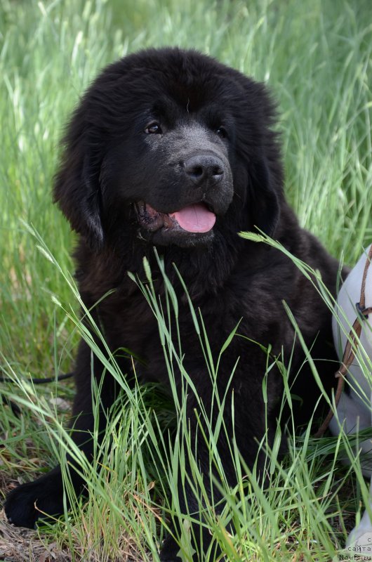 Фото: ньюфаундленд Аквиан Сонг Перфект Бэлла