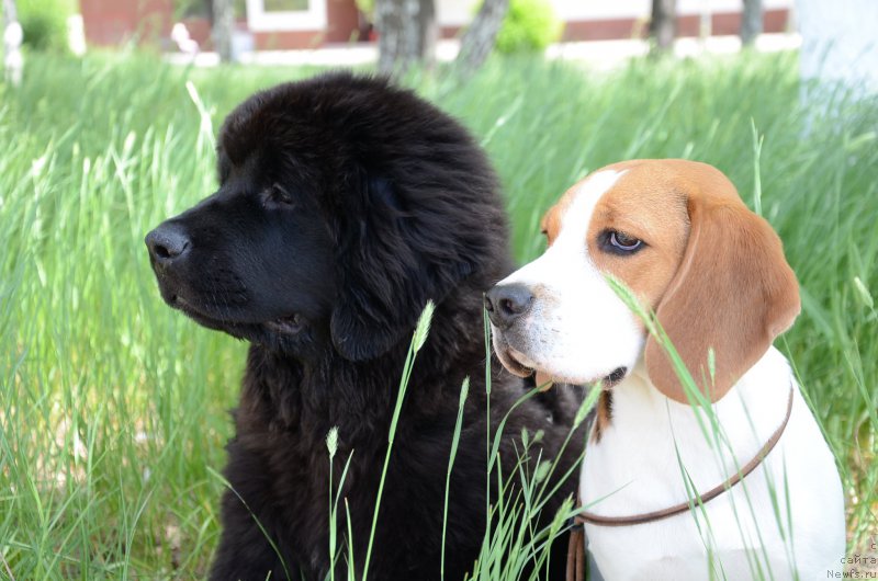 Фото: ньюфаундленд Аквиан Сонг Перфект Бэлла