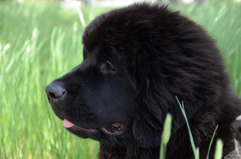 Фото: ньюфаундленд Аквиан Сонг Перфект Бэлла