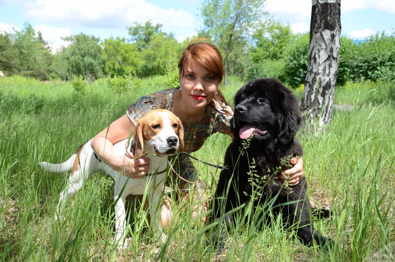 Фото: ньюфаундленд Аквиан Сонг Перфект Бэлла
