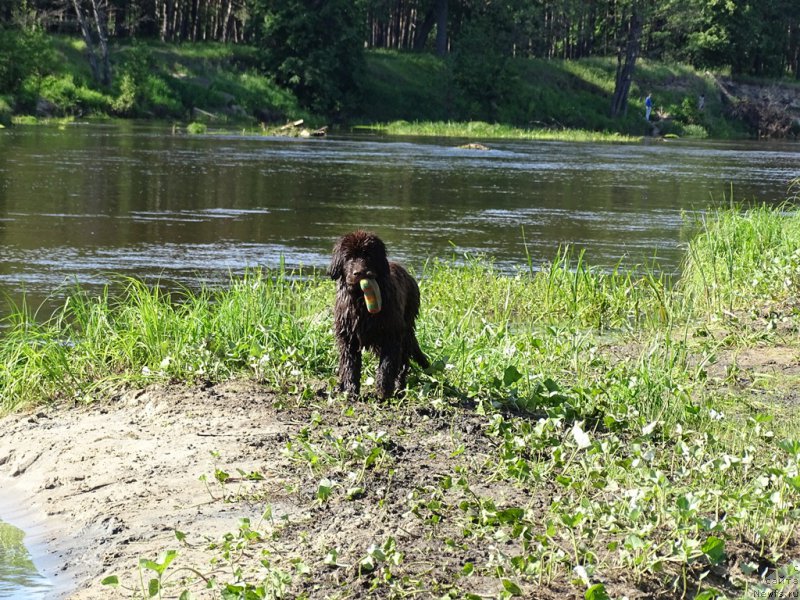 Фото: ньюфаундленд Ньюфорт Вивиан