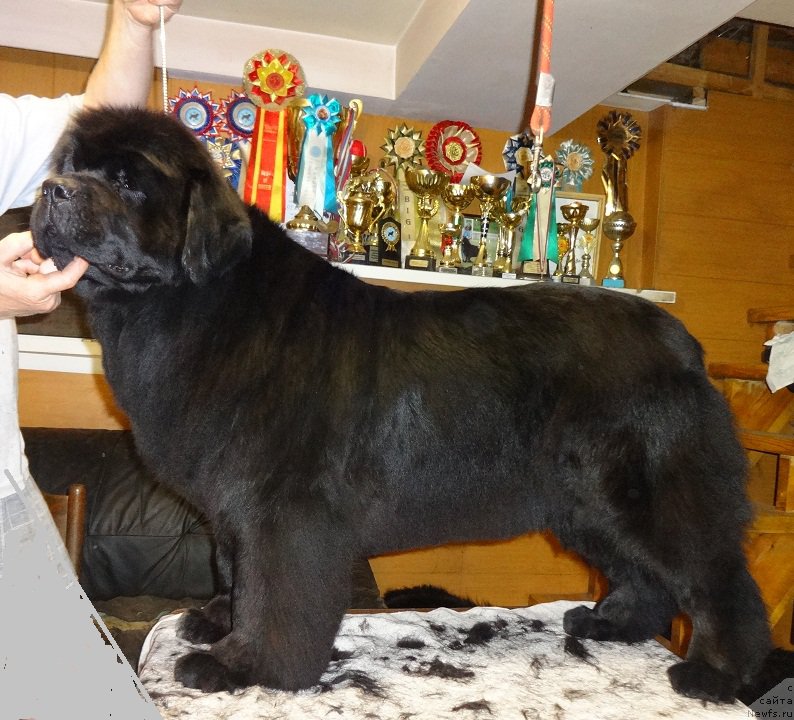 Фото: ньюфаундленд Ньюфорт Тайм'с Голд Алекса