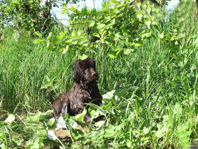 Фото: ньюфаундленд Ньюфорт Вивиан