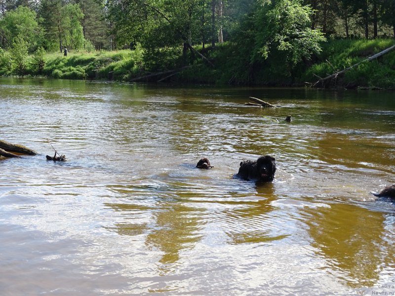 Фото: ньюфаундленд Ньюфорт Вивиан, ньюфаундленд Барышня