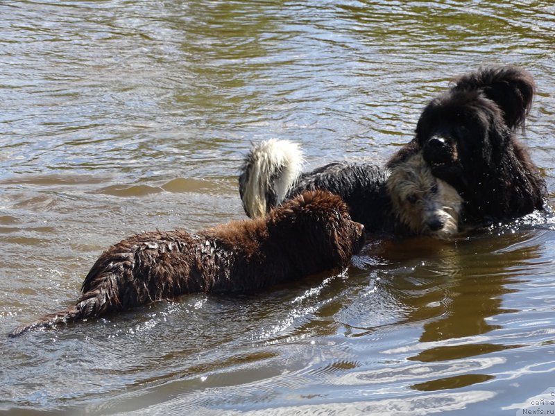 Фото: ньюфаундленд Ньюфорт Вивиан, ньюфаундленд Барышня