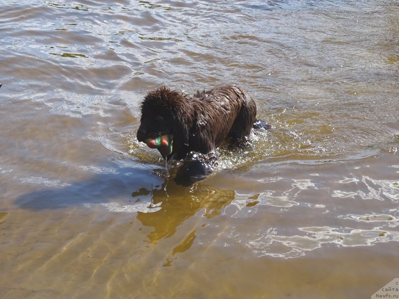 Фото: ньюфаундленд Ньюфорт Вивиан