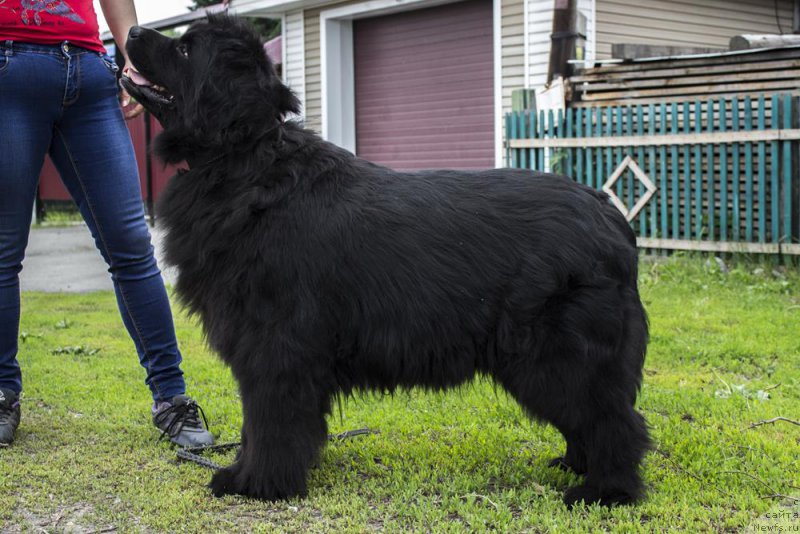 Фотография № 183634