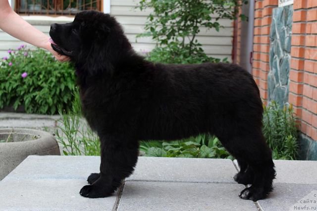 Фото: ньюфаундленд Аквиан Сонг Принцесс оф Найгт