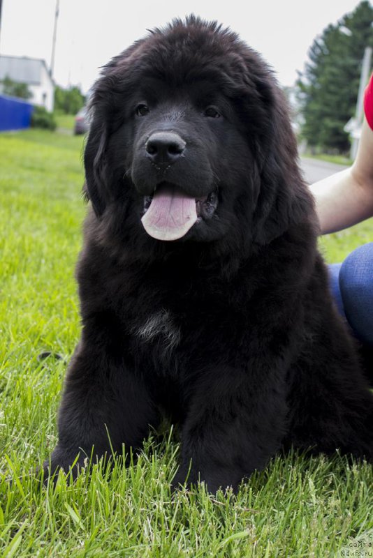 Фото: ньюфаундленд Аквиан Сонг Принцесс оф Найгт