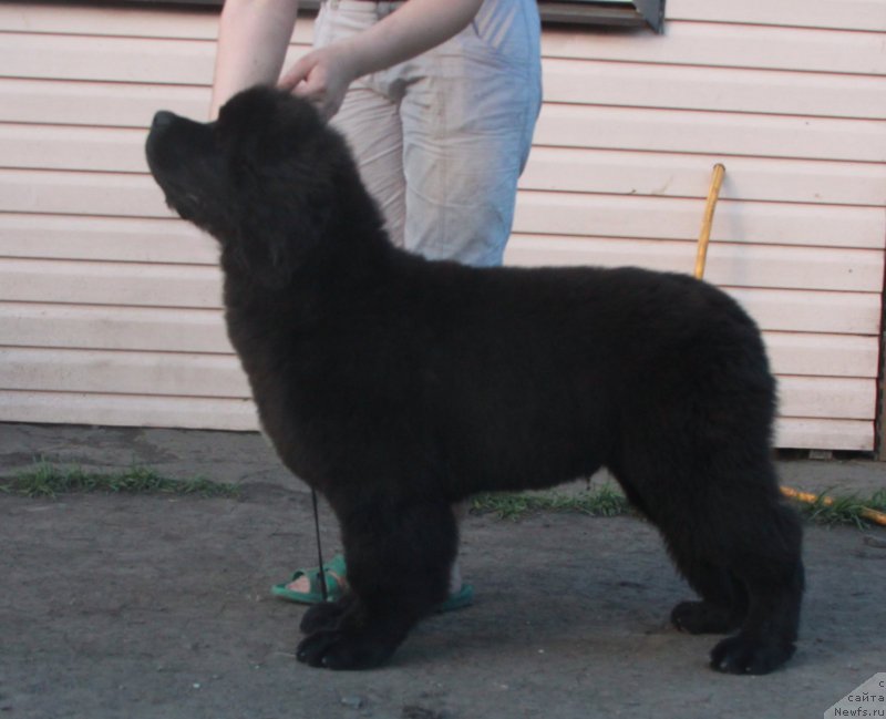 Фото: ньюфаундленд Аквиан Сонг Перформанс