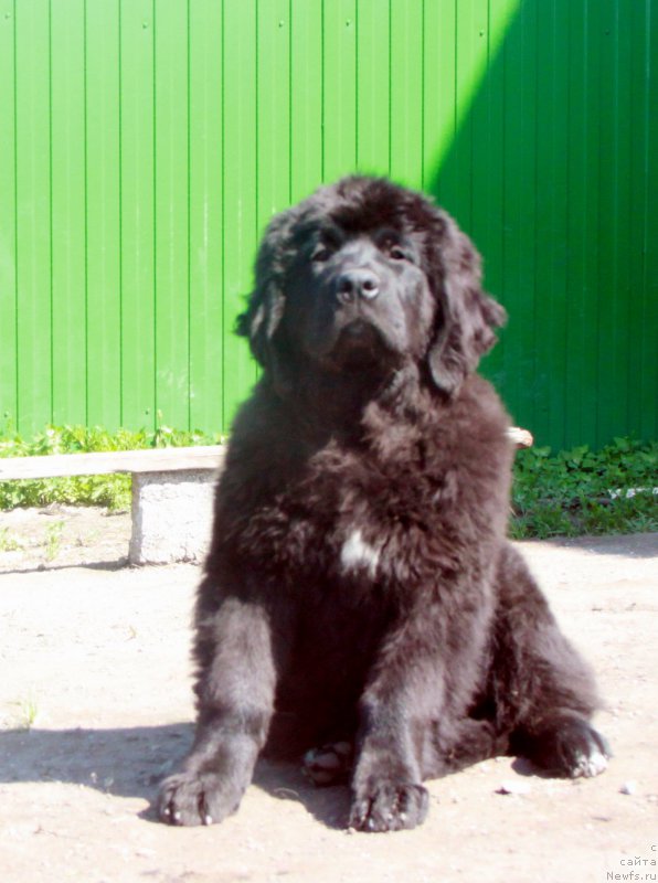 Фото: ньюфаундленд Аквиан Сонг Пинк Пантер