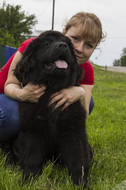 Фото: ньюфаундленд Аквиан Сонг Принцесс оф Найгт