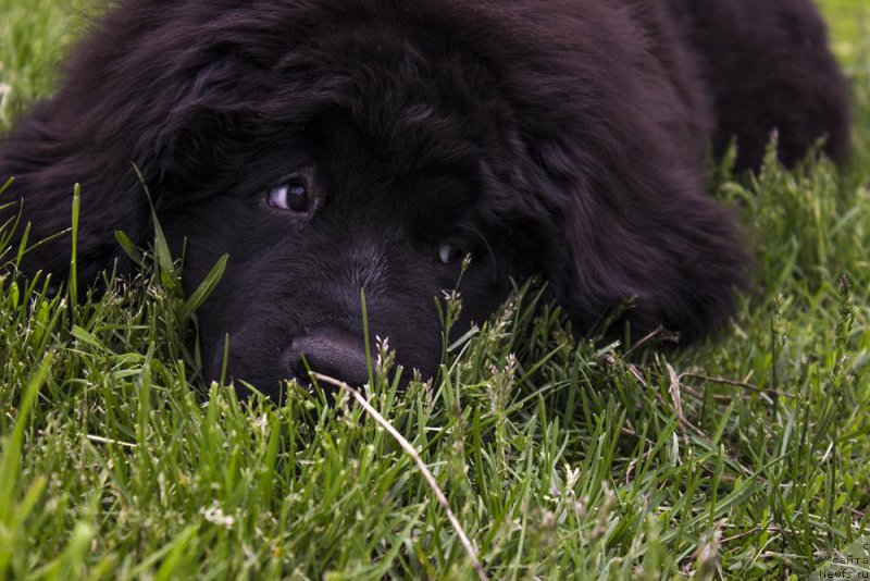Фото: ньюфаундленд Аквиан Сонг Принцесс оф Найгт