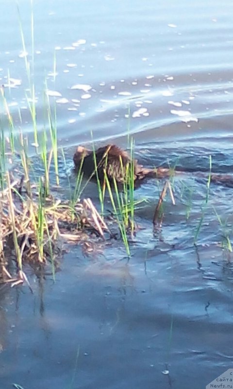 Фото: ньюфаундленд Вересковый Мёд с Берега Дона (Vereskovyj Mjod s Berega Dona)
