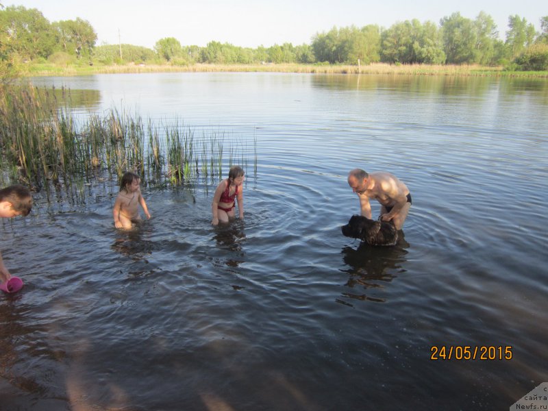 Фото: ньюфаундленд Вересковый Мёд с Берега Дона (Vereskovyj Mjod s Berega Dona)