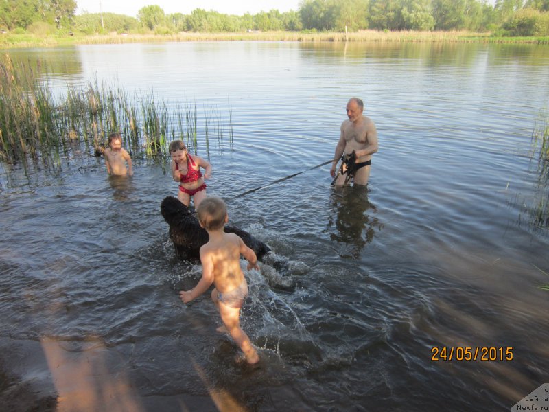 Фото: ньюфаундленд Вересковый Мёд с Берега Дона (Vereskovyj Mjod s Berega Dona)