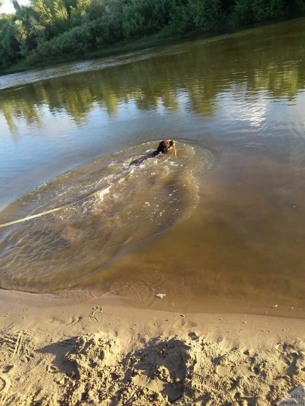 Фото: ньюфаундленд Вересковый Мёд с Берега Дона (Vereskovyj Mjod s Berega Dona)