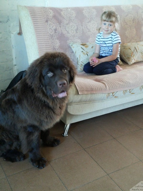 Фото: ньюфаундленд Вересковый Мёд с Берега Дона (Vereskovyj Mjod s Berega Dona)