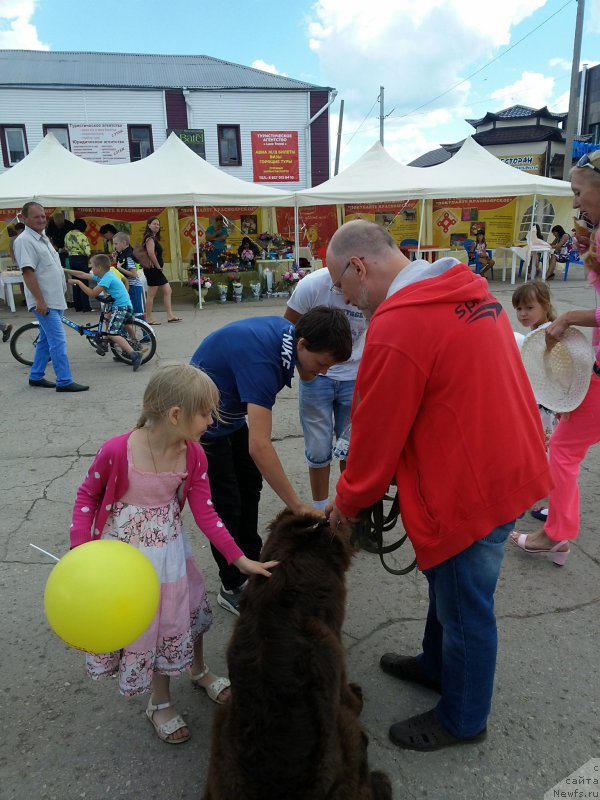 Фото: ньюфаундленд Вересковый Мёд с Берега Дона (Vereskovyj Mjod s Berega Dona)