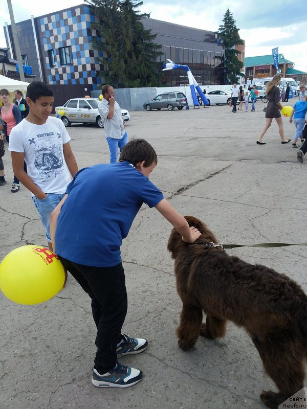 Фото: ньюфаундленд Вересковый Мёд с Берега Дона (Vereskovyj Mjod s Berega Dona)
