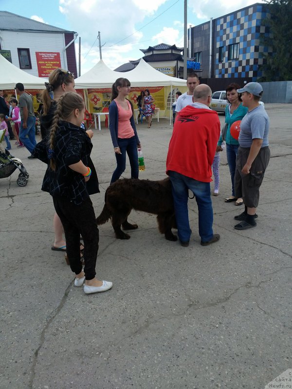 Фото: ньюфаундленд Вересковый Мёд с Берега Дона (Vereskovyj Mjod s Berega Dona)
