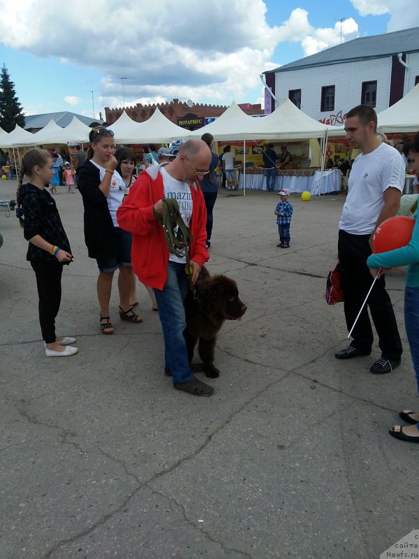 Фото: ньюфаундленд Вересковый Мёд с Берега Дона (Vereskovyj Mjod s Berega Dona)