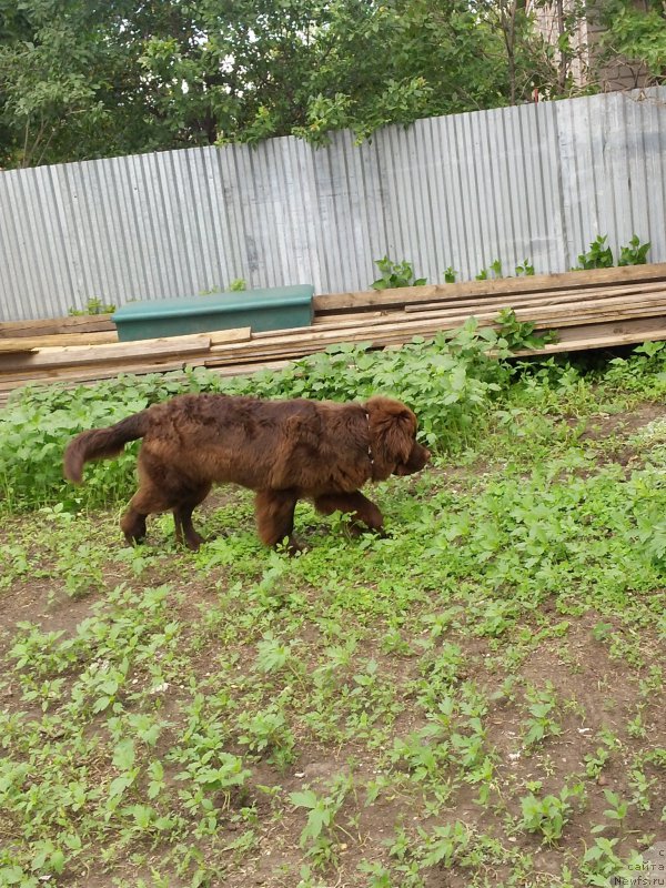 Фото: ньюфаундленд Вересковый Мёд с Берега Дона (Vereskovyj Mjod s Berega Dona)