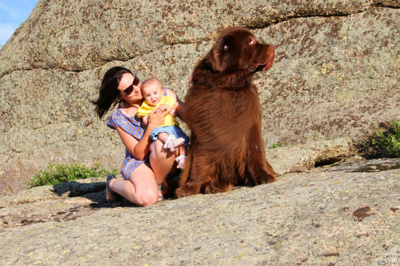 Фото: ньюфаундленд Фактурный Фрукт с Берега Дона (Fakturnyi Frukt s Berega Dona)