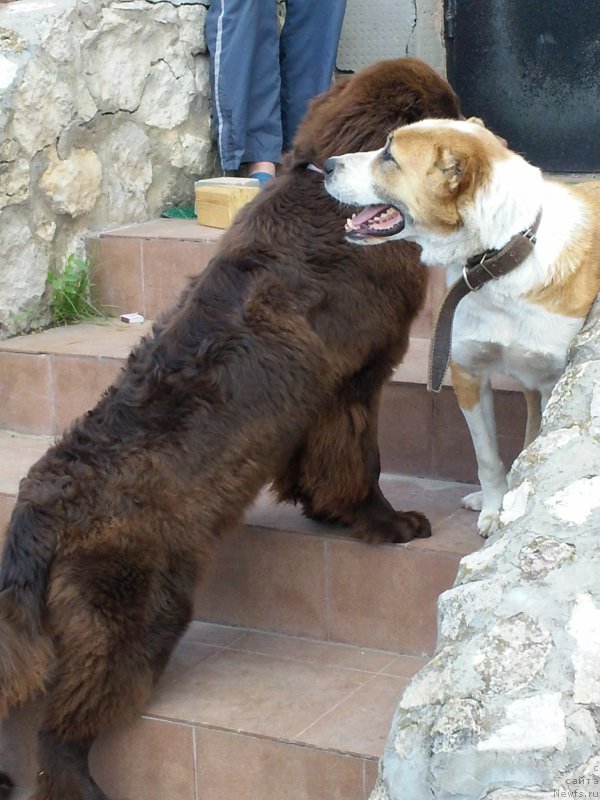 Фото: ньюфаундленд Вересковый Мёд с Берега Дона (Vereskovyj Mjod s Berega Dona)
