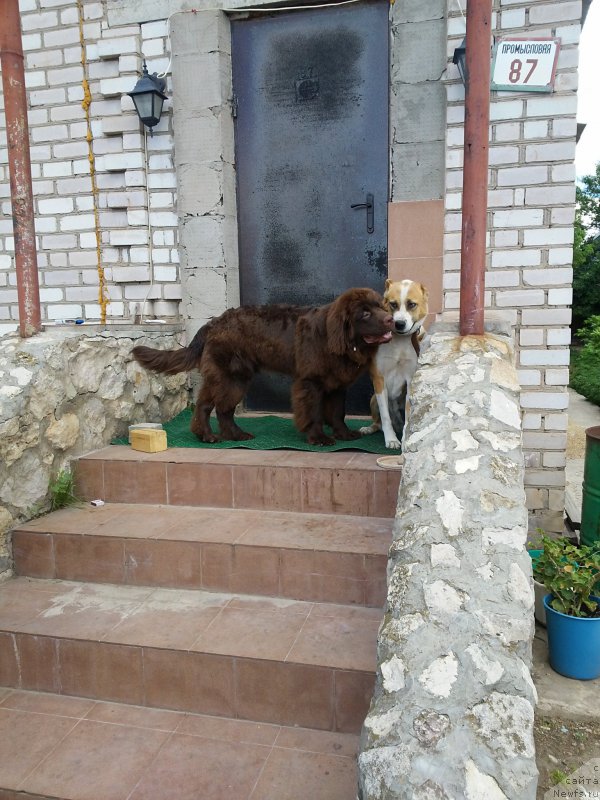 Фото: ньюфаундленд Вересковый Мёд с Берега Дона (Vereskovyj Mjod s Berega Dona)