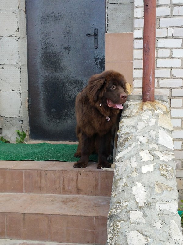 Фото: ньюфаундленд Вересковый Мёд с Берега Дона (Vereskovyj Mjod s Berega Dona)