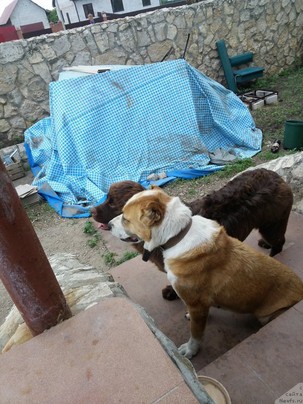 Фото: ньюфаундленд Вересковый Мёд с Берега Дона (Vereskovyj Mjod s Berega Dona)