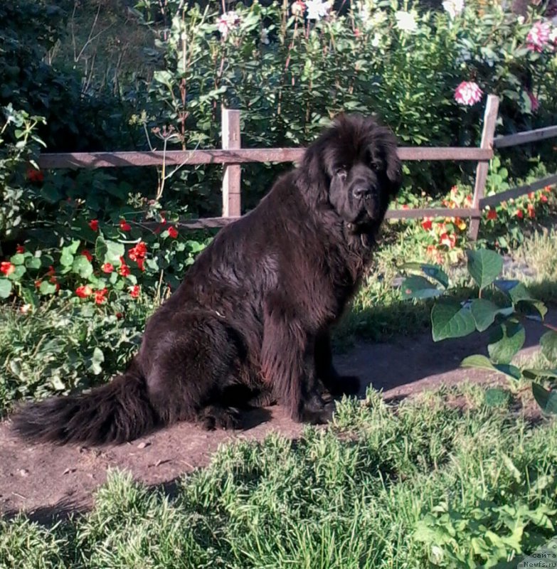 Фото: ньюфаундленд Фанньюф Гермиона Грейсфул