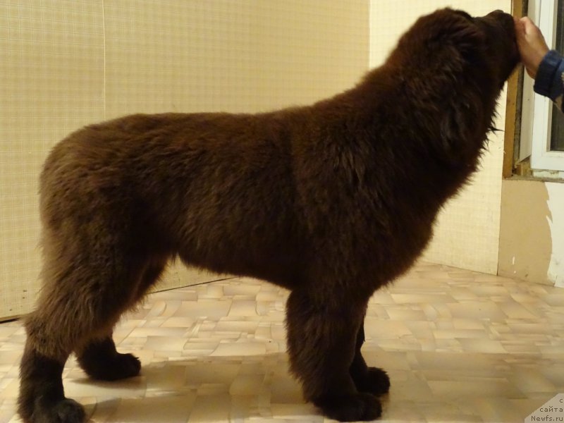 Фото: ньюфаундленд Ньюфорт Вивиан