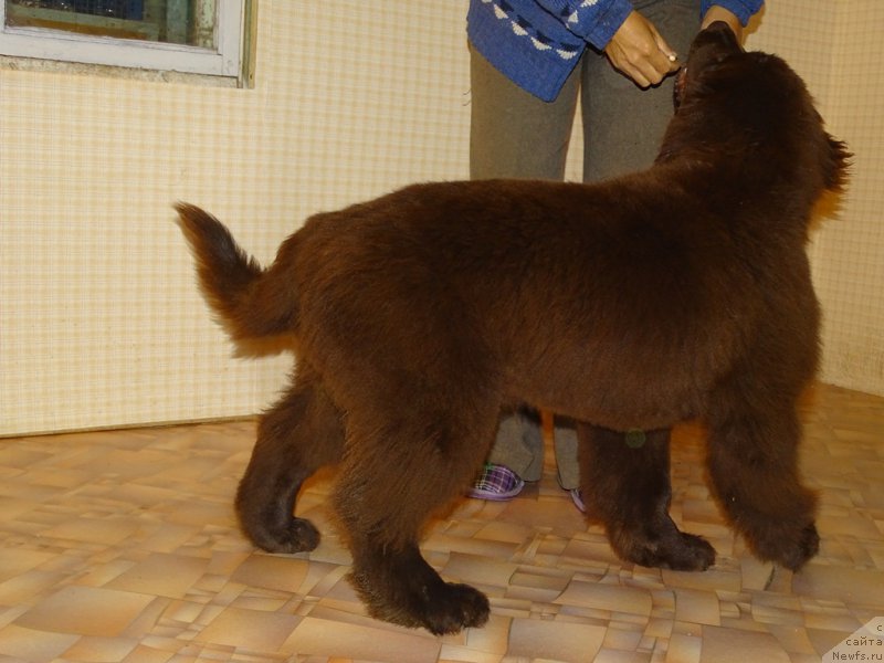 Фото: ньюфаундленд Ньюфорт Вивиан