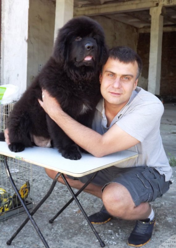 Фото: ньюфаундленд Velyke Malyatko Zholud' Nadij