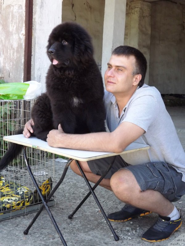 Фото: ньюфаундленд Velyke Malyatko Zholud' Nadij