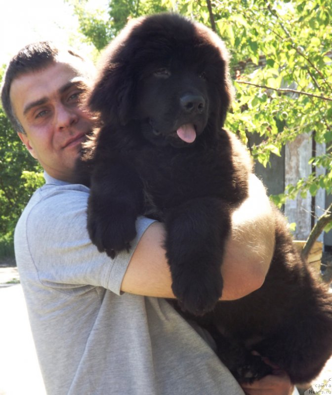 Фото: ньюфаундленд Velyke Malyatko Zholud' Nadij