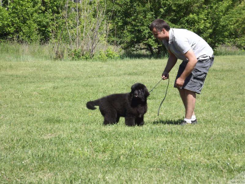 Фото: ньюфаундленд Velyke Malyatko Zholud' Nadij