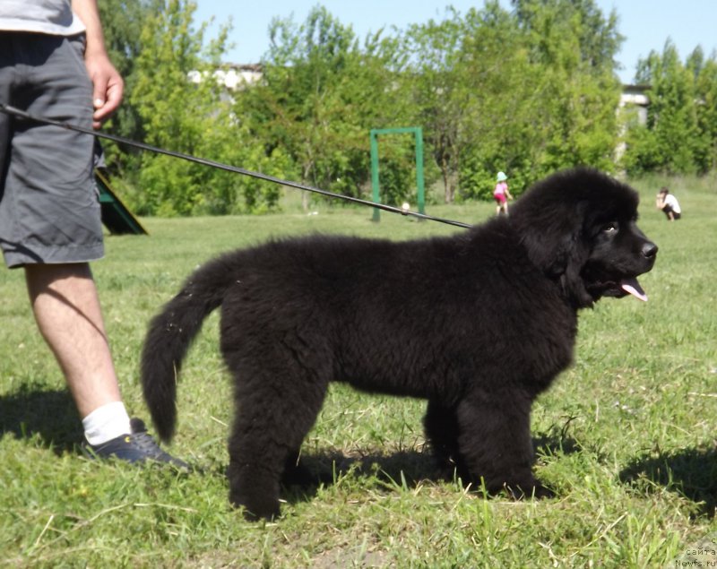 Фото: ньюфаундленд Velyke Malyatko Zholud' Nadij