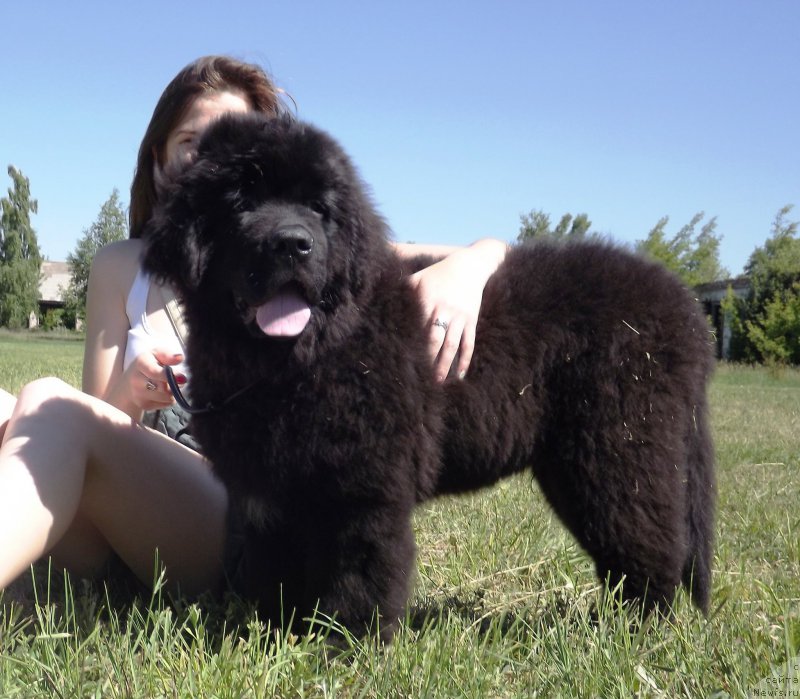 Фото: ньюфаундленд Velyke Malyatko Zholud' Nadij