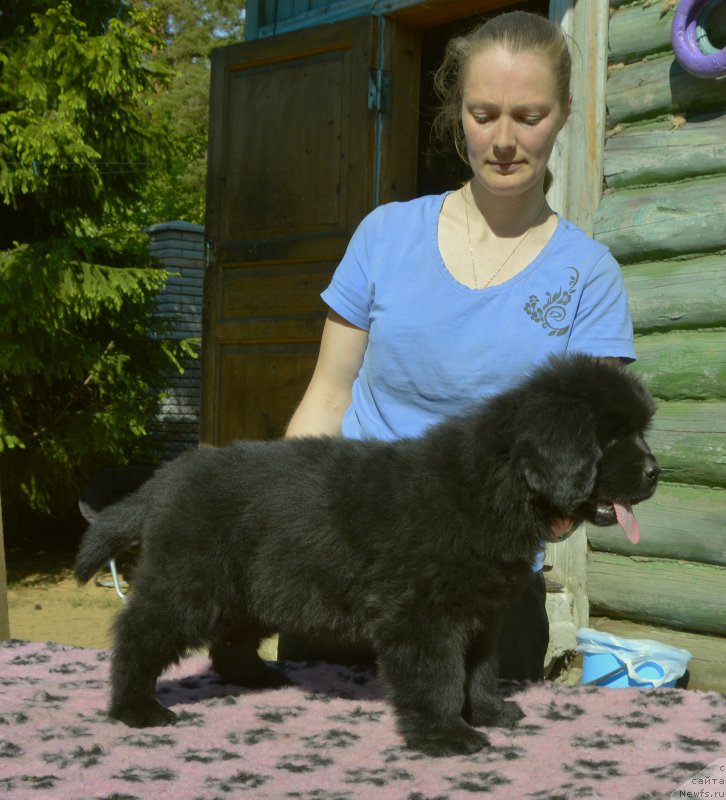 Фото: Smigar Jungfrau Juliana, 8 недель, щенок, ньюфаундленд Акватория Келвин Кадриль (Aquatoriya Kelvin Kadril), ньюфаундленд I Follow The Sun de L'Etoile de Cyrice