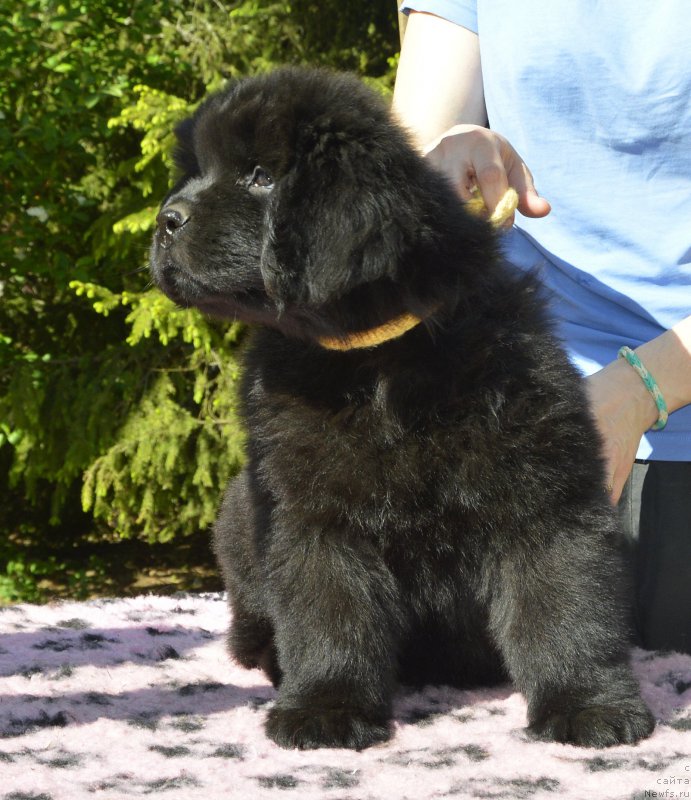 Фото: Smigar Jungfrau Juliana, 8 недель, щенок, ньюфаундленд Акватория Келвин Кадриль (Aquatoriya Kelvin Kadril), ньюфаундленд I Follow The Sun de L'Etoile de Cyrice