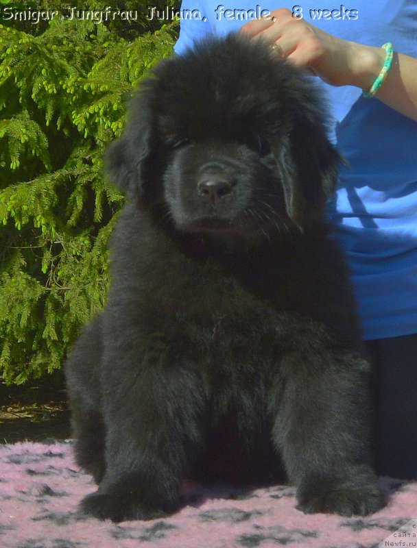 Фото: Smigar Jungfrau Juliana, 8 недель, щенок, ньюфаундленд Акватория Келвин Кадриль (Aquatoriya Kelvin Kadril), ньюфаундленд I Follow The Sun de L'Etoile de Cyrice