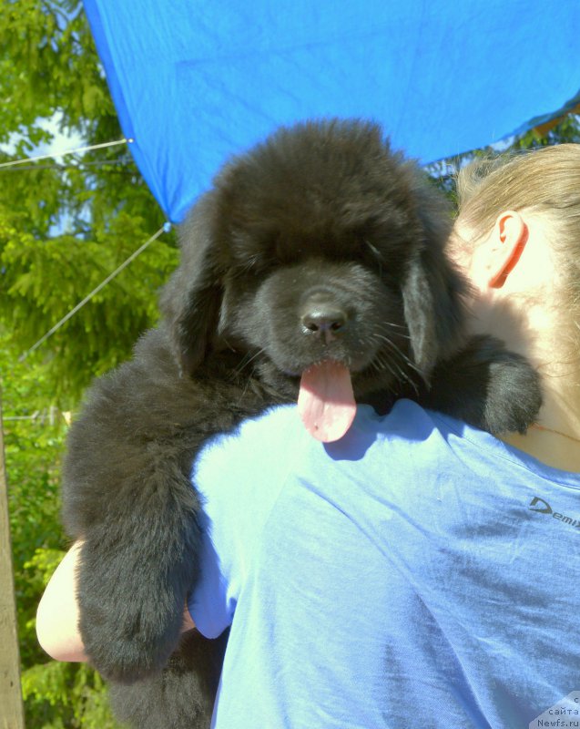 Фото: Smigar Jungfrau Juliana, 8 недель, щенок, ньюфаундленд Акватория Келвин Кадриль (Aquatoriya Kelvin Kadril), ньюфаундленд I Follow The Sun de L'Etoile de Cyrice